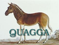 The QUAGGA Project